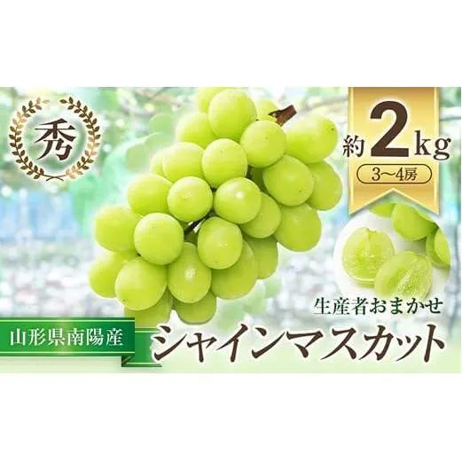 【令和8年産先行予約】 シャインマスカット 約2kg (3～4房 秀) 《令和8年9月中旬～発送》 『生産者おまかせ』 マスカット ぶどう 果物 フルーツ デザート 山形県 南陽市 [635-R8]