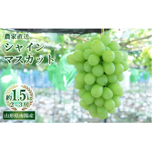 【令和8年産先行予約】 シャインマスカット 約1.5kg (2～3房 秀) 《令和8年9月中旬～発送》 『生産者おまかせ』 マスカット ぶどう 果物 フルーツ デザート 山形県 南陽市 [859-R8]