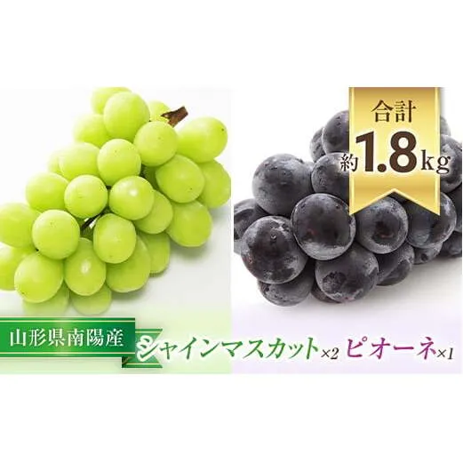 【令和8年産先行予約】 シャインマスカット 2房 ＋ ピオーネ 1房 《令和8年9月中旬～発送》 『漆山果樹園』山形県 南陽市 [812-R8]
