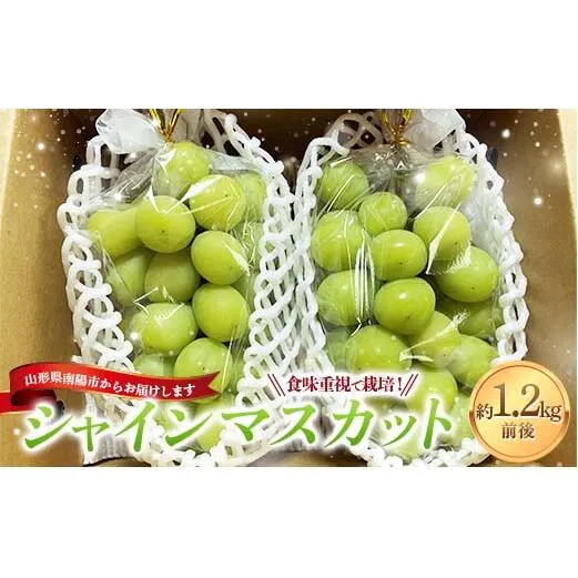 【令和8年産先行予約】 シャインマスカット 1.2kg前後 (2房入り) 《令和8年9月下旬～発送》 『きらめきぶどう園』 ぶどう 果物 フルーツ デザート 山形県 南陽市 [2393-R8]