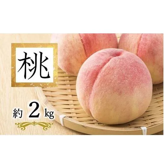 【令和8年産先行予約】 白桃「あかつき・まどか・川中島・おどろき」 約2kg (6玉以上 秀) 《令和8年8月上旬～発送》 『南陽中央青果市場』 桃 もも 果物 山形県 南陽市 [2584]
