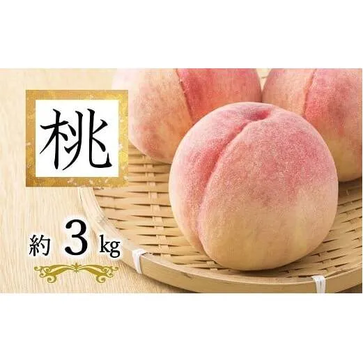 【令和8年産先行予約】 白桃「あかつき・まどか・川中島・おどろき」 約3kg (9玉以上 秀) 《令和8年8月上旬～発送》 『南陽中央青果市場』 桃 もも 果物 山形県 南陽市 [2585]