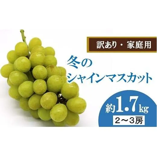 【令和7年産先行予約】 〈訳あり品 家庭用〉 冬のシャインマスカット 約1.7kg (2～3房 秀) 《令和7年12月中旬～12月25日発送》 『沼沢農園』 山形県 南陽市 [2598]