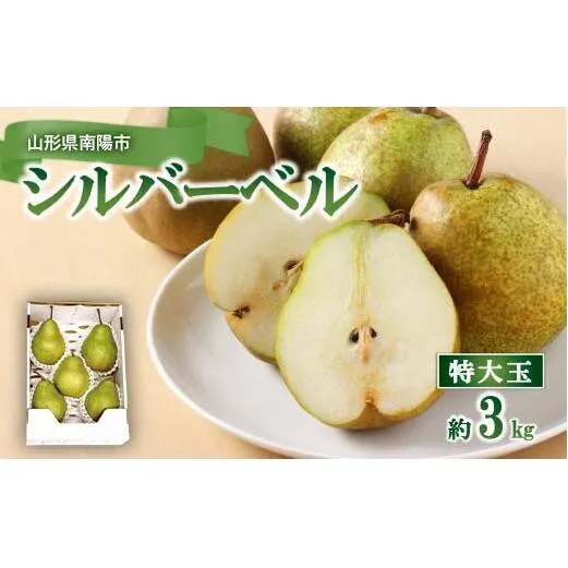【令和7年産】 特大玉 シルバーベル 約3kg (4～5玉 特秀) 『田中農園』 西洋梨 洋なし 果物 フルーツ 山形県 南陽市 [2626]