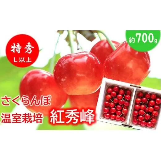 【令和8年産先行予約】 温室さくらんぼ 「紅秀峰」 約700g (特秀 L以上) バラパック詰め 《令和8年5月下旬～発送》 『松田観光果樹園』 サクランボ 生産農家直送 温室栽培 果物 フルーツ デザート 先行予約 山形県 南陽市 [2619]