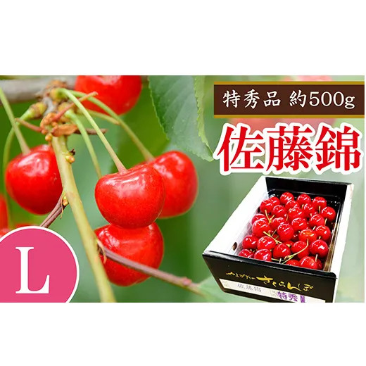 【令和9年産 先行予約】 さくらんぼ 「佐藤錦」 約500g (特秀 L) バラ詰め 《令和9年6月中旬発送》 『マルエ青果』 先行予約 サクランボ 果物 フルーツ 山形県 南陽市 [2703]