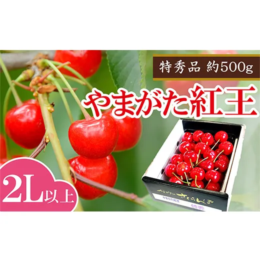 【令和8年産】 さくらんぼ 「やまがた紅王」 約500g (特秀 2L以上) バラ詰め《令和8年6月中旬～発送》 『マルエ青果』 先行予約 サクランボ 果物 フルーツ 山形県 南陽市 [2704]