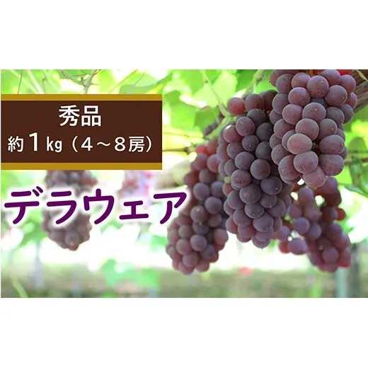 【令和8年産先行予約】 デラウェア 約1kg (4～8房 秀) 《令和8年7月下旬～8月下旬発送》 『カネタ高橋青果』 ぶどう ブドウ 葡萄 デラウエア 山形県 南陽市 [2675]