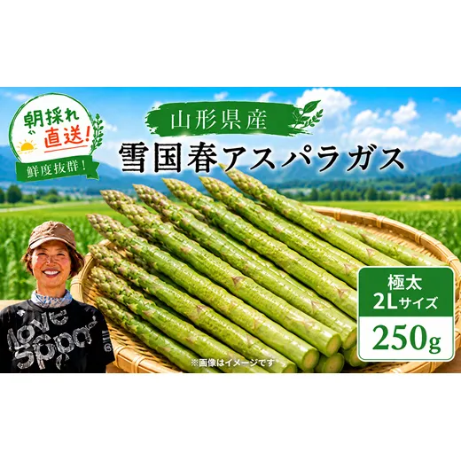 【令和9年産先行予約】 雪国春アスパラガス 約250g (2Lサイズ) 《令和9年5月中旬～発送》 『情野農園』 極太 グリーン 山形南陽産 農家直送 山形県 南陽市 [2730]