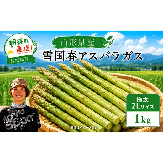 【令和9年産先行予約】 雪国春アスパラガス 約1kg (2Lサイズ) 《令和9年5月中旬～発送》 『情野農園』 極太 グリーン 山形南陽産 農家直送 山形県 南陽市 [2732]