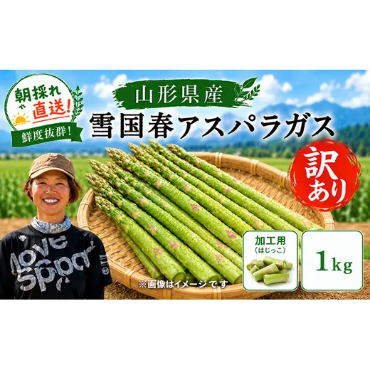 【令和9年産先行予約】 訳あり 雪国春アスパラガス 約1kg (はじっこ 加工用) 《令和9年5月中旬～発送》 『情野農園』 グリーン 山形南陽産 農家直送 山形県 南陽市 [2735]