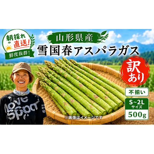 【令和9年産先行予約】 訳あり 雪国春アスパラガス 約500g (不揃い S～2Lサイズ) 《令和9年5月中旬～発送》 『情野農園』 グリーン 山形南陽産 農家直送 山形県 南陽市 [2736]