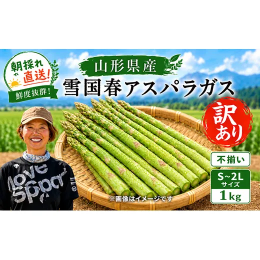 【令和9年産先行予約】 訳あり 雪国春アスパラガス 約1kg (不揃い S～2Lサイズ) 《令和9年5月中旬～発送》 『情野農園』 グリーン 山形南陽産 農家直送 山形県 南陽市 [2737]