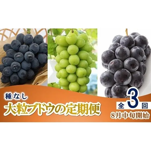 【令和9年産先行予約】 《定期便3回》 種無し大粒ブドウ 定期便 《令和9年8月中旬～発送》 『南陽中央青果市場』 葡萄 ぶどう ブドウ 高尾 シャインマスカット ピオーネ 果物 フルーツ デザート 山形県 南陽市 [2586-R9]