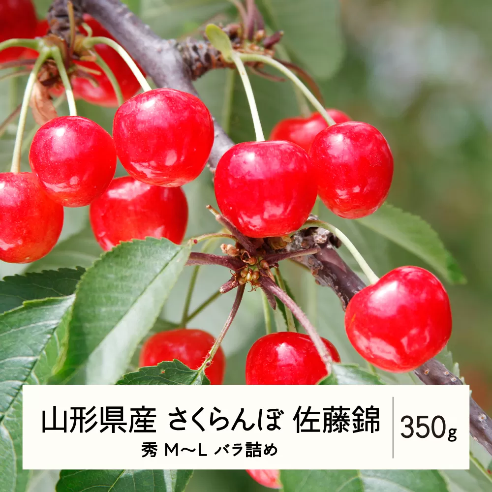 《先行予約》2024年 山形県産 さくらんぼ 佐藤錦 バラ詰め 350g 秀 M〜L サクランボ フルーツ 果物 F21A-343