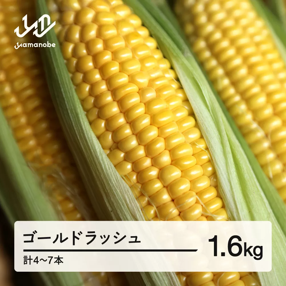 《先行予約》2026年 山形県産 ゴールドラッシュ 1.6kg(4-7本）とうもろこし トウモロコシ コーン 夏 野菜 やさい ※沖縄・離島への配送不可 送料無料 ot-cngxx1600