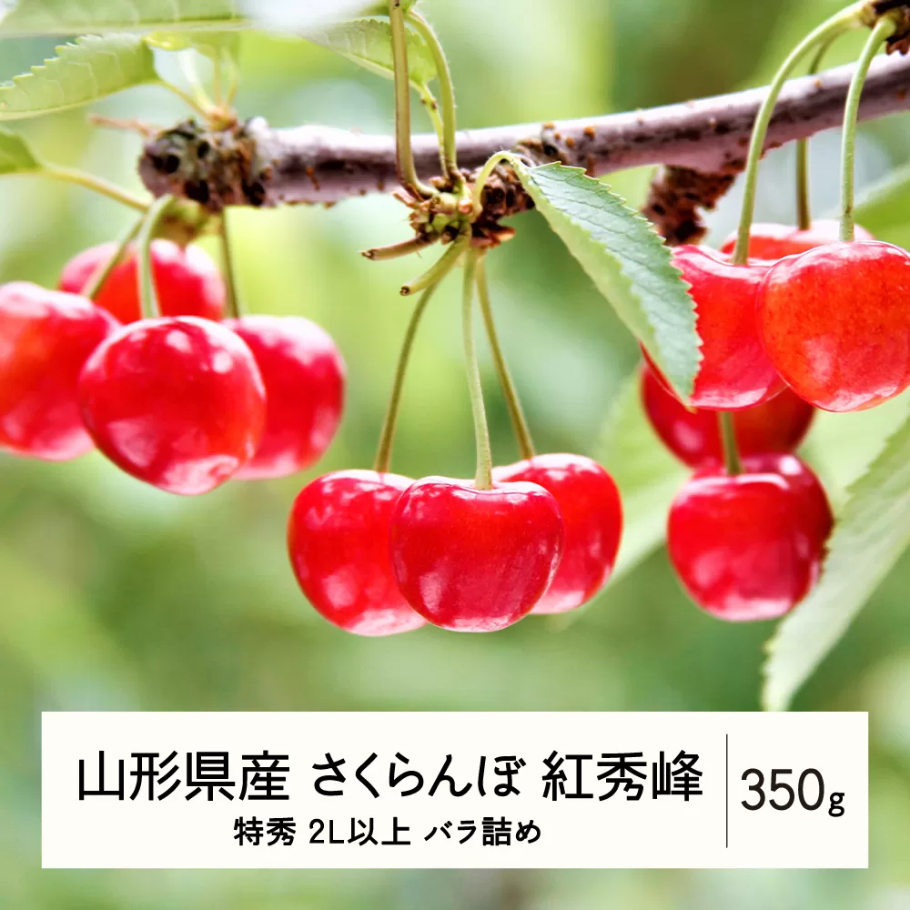 《先行予約》2024年 山形県産 さくらんぼ 紅秀峰 バラ詰 350g 特秀 2L以上 サクランボ F21A-480