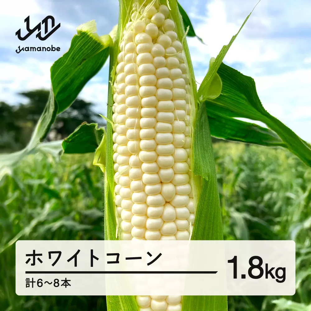 《先行予約》2026年 山形県産 ホワイトコーン 1.8kg(6～8本）生で味わう 白とうもろこし トウモロコシ コーン 夏 野菜 やさい ※沖縄・離島への配送不可 F21A-243