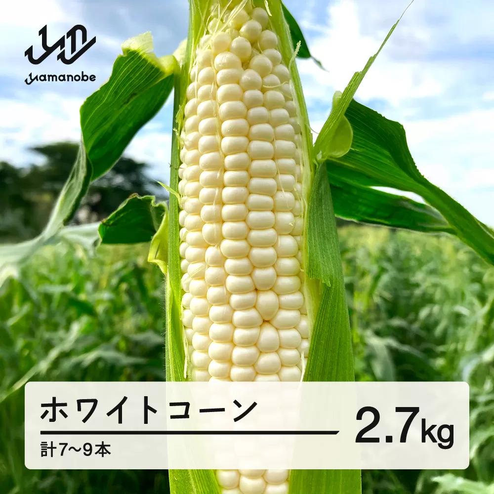 《先行予約》2026年 山形県産 ホワイトコーン 2.7kg(7～9本）生で味わう 白とうもろこし トウモロコシ コーン 夏 野菜 やさい ※沖縄・離島への配送不可  F21A-244