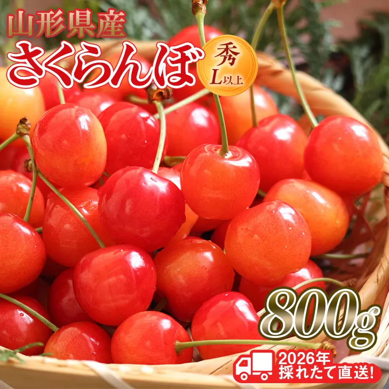 FYN6-253 ≪2026年先行予約≫山形県産 さくらんぼ 品種おまかせ(佐藤錦・紅秀峰など) 800g(400g×2) 秀/L以上 バラパック詰め 2026年6月中旬頃より発送 果物 くだもの フルーツ 夏果実 サクランボ チェリー 桜桃 高級 化粧箱 ギフト箱 贈り物 贈答 ギフト プレゼント 自宅 家庭 産地直送 山形県 西川町 月山