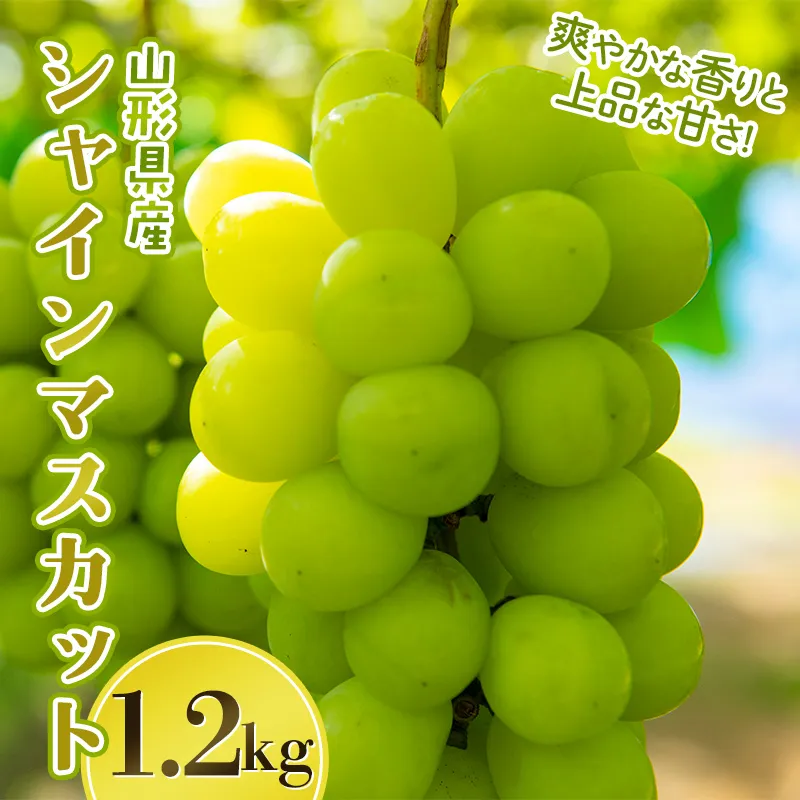 山形県産 大粒ぶどう シャインマスカット 1.2kg(2~3房) 種無し 葡萄 ぶどう ブドウ マスカット 果物 くだもの フルーツ 贈答 贈り物 ギフト プレゼント 自宅 家庭 山形県 西川町 月山 FYN6-637