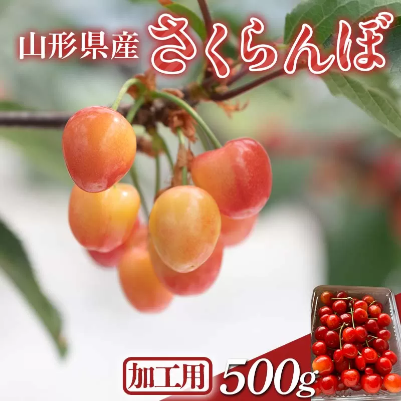 FYN6-050 ≪2026年先行予約≫加工用 山形県 品種おまかせ さくらんぼ 500g バラパック 2026年6月上旬頃から順次発送 果物 くだもの フルーツ 夏果物 サクランボ チェリー 訳あり ご自宅用 ご家庭用 農業者支援品 農家支援品 山形県 西川町 月山