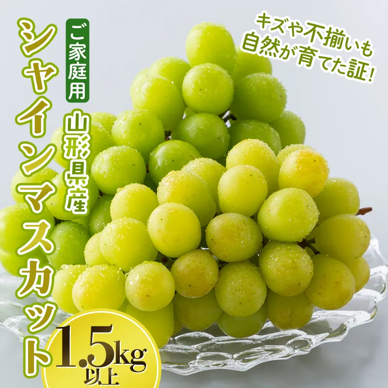 ご家庭用 山形県産 大粒ぶどう シャインマスカット 1.5kg以上(3~4房) 種無し 葡萄 ぶどう ブドウ マスカット 果物 くだもの フルーツ 規格外 訳あり ワケアリ 自宅 家庭 山形県 西川町 月山 FYN6-634