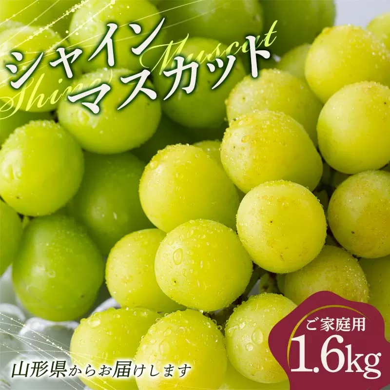 ≪2026年先行予約≫ご家庭用 山形県 シャインマスカット約1.6kg(2〜4房) 2026年9月上旬から順次発送 種なしぶどう 葡萄 ブドウ マスカット 果物 くだもの フルーツ 秋果実 産地直送 訳あり ワケアリ 自宅用 家庭用 農家 農業者 支援品 山形県 西川町 月山 FYN9-914