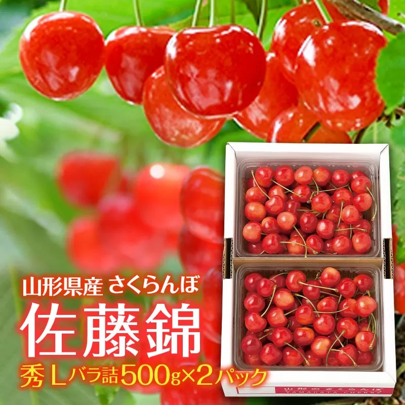 FYN9-460 山形県産 さくらんぼ 佐藤錦 1kg(500g×2) 秀 Ｌ バラ詰め 2025年6月中旬から順次発送 果物 くだもの フルーツ 果実 チェリー 桜桃 贈答 贈り物 ギフト プレゼント ギフト箱 自宅用 家庭用 期間限定 産地直送 山形県 西川町 月山