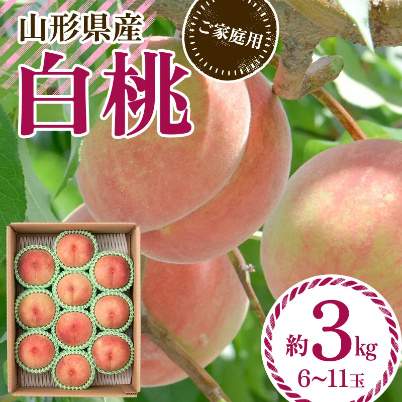 ≪2027年先行予約≫ ご家庭用 山形県産 品種おまかせ 白桃 約3kg（6～11玉） 2027年8月中旬から順次発送 柔らかくなる桃 はくとう 桃 もも モモ 果物 くだもの 夏果実 フルーツ 訳あり 農業者支援 家庭用 自宅用 産地直送 山形県 西川町 月山 FYN6-073
