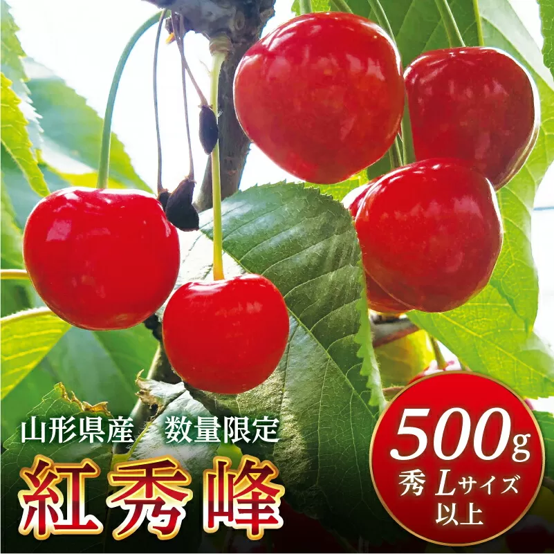 FYN9-602 《先行予約》2024年 山形県産 さくらんぼ 紅秀峰 500g 秀 Lサイズ以上 2024年6月下旬から順次発送 フルーツ くだもの 果物 西川町 月山