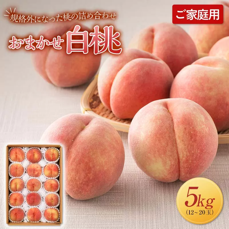 FYN9-917 ≪2025年先行予約≫ご家庭用 山形県産 おまかせ 白桃 約5kg(12～20玉) 2025年8月上旬から順次発送 夏果実 果実 果物 くだもの フルーツ 桃 もも ピーチ 家庭用 自宅用 訳あり 農業者 農家 支援品 産地直送 山形県 西川町 月山