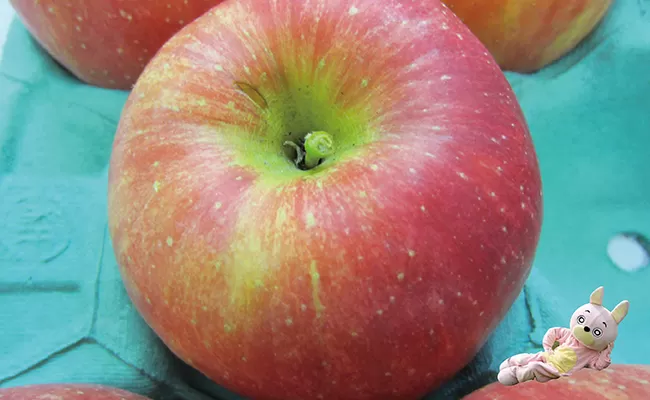 りんご 【 ご家庭用 訳あり 】 サンふじ 3kg 農家直送 山形県 朝日町産 山形県産 特産 果物 フルーツ リンゴ 林檎 秋 冬 【11月下旬~発送】