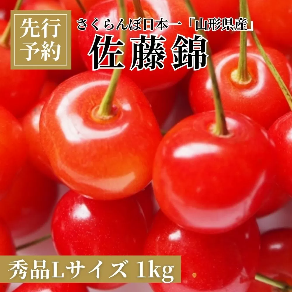 ＜先行予約＞さくらんぼ 佐藤錦 秀品 L 1kg 【2026年6月下旬頃発送】 山形県 朝日町産 農産物 フルーツ 山形産 バラ詰め サクランボ 高級 果物 初夏