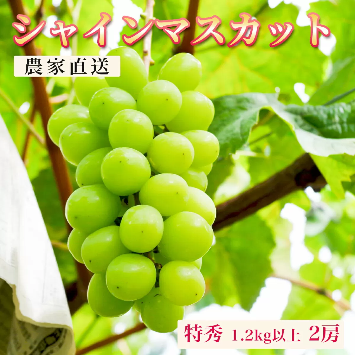＜先行予約＞ ぶどう シャインマスカット 特秀 1.2kg以上 2房 農家直送 山形県 朝日町産 山形産 ぶどう ブドウ 葡萄  果物 フルーツ 秋【10月上旬～11月上旬発送】