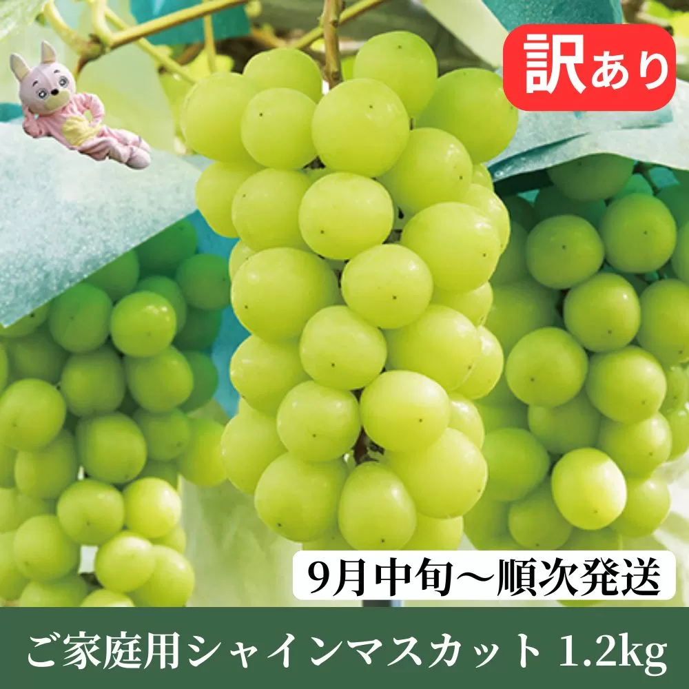 ＜先行予約＞ 訳あり シャインマスカット 1.2kg以上 農家直送 【9月中旬～11月上旬発送】ぶどう ブドウ 葡萄 果物 フルーツ 家庭用 ご家庭用 秋 山形県 朝日町産 山形産 