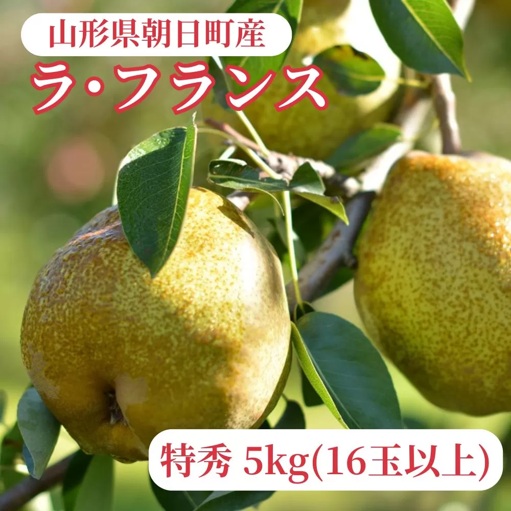ラ・フランス 洋梨 5kg 16玉以上 特秀 【11月中旬発送】 山形県 朝日町産 山形 特産 産地直送 果物 フルーツ ラフランス 秋 山形産