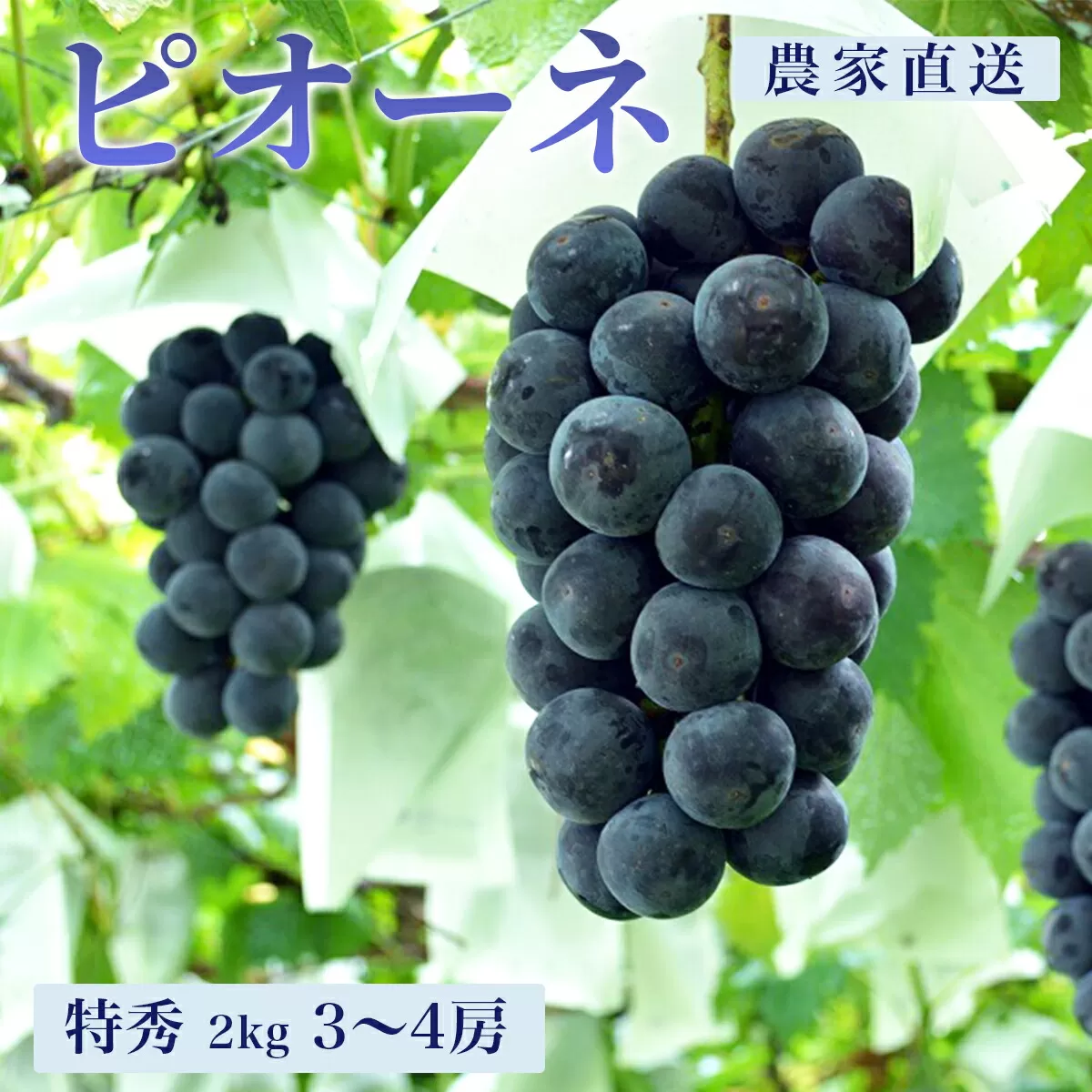 ＜ 先行予約 ＞ ぶどう ピオーネ 2kg 3～4房 特秀 農家直送 山形県 朝日町産 山形産 ぶどう ブドウ 葡萄 グレープ 果物 フルーツ 秋【9月中旬～10月中旬発送】