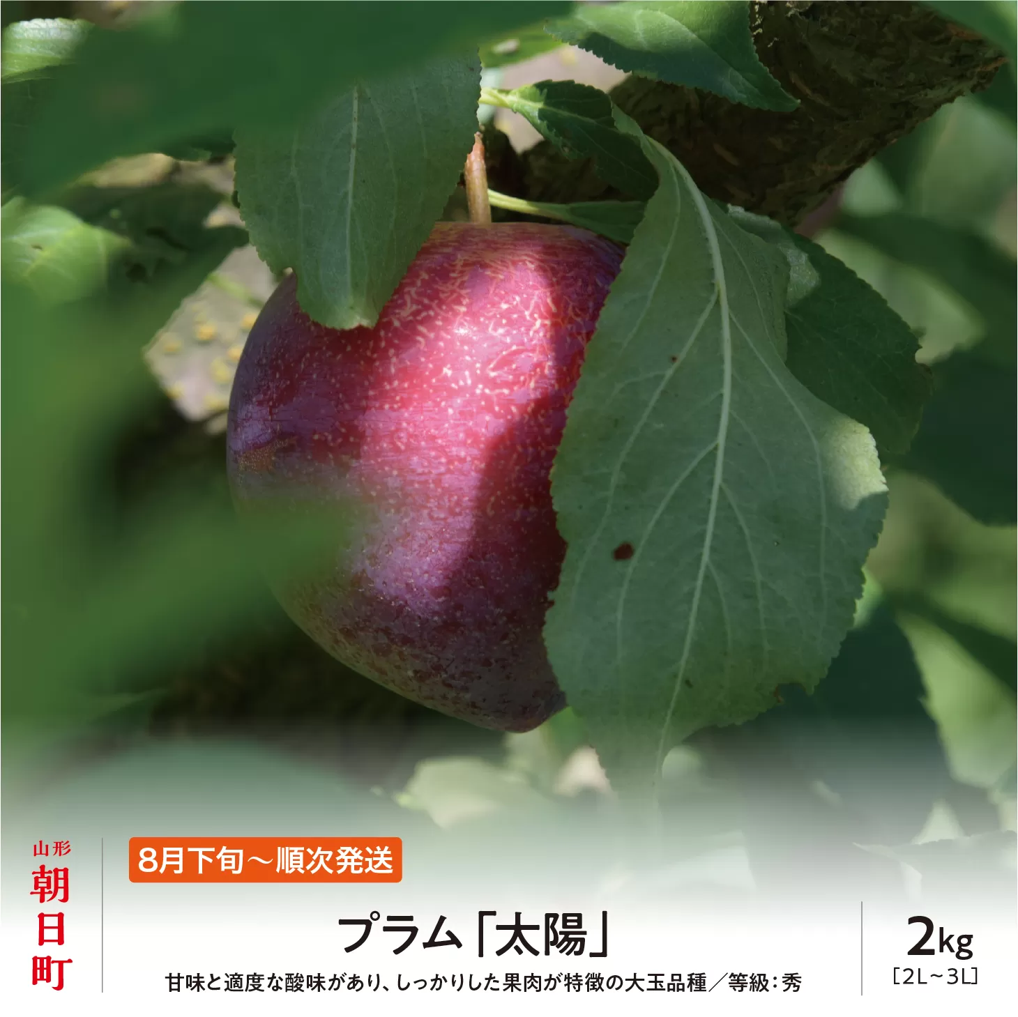 ＜先行予約＞プラム 太陽 2kg 大玉 2L以上 秀品 化粧詰め 【2026年8月下旬～9月上旬発送】山形県 朝日町産 山形産 すもも スモモ フルーツ 果物 夏