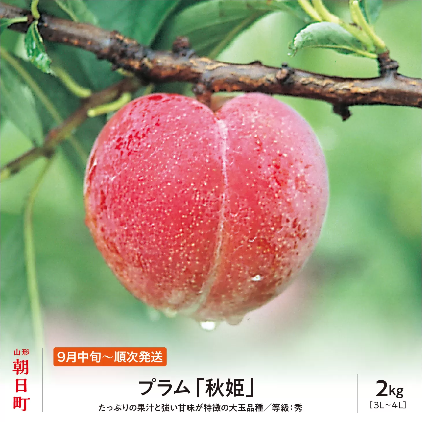 ＜先行予約＞プラム 秋姫 ２kg 大玉 2L以上 秀品 化粧詰め 【2026年９月中旬～９月下旬発送】 山形県 朝日町産 山形産 すもも スモモ フルーツ 果物 秋