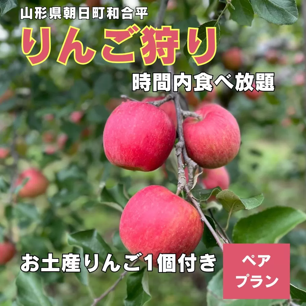 りんご狩り体験(ペアプラン) りんご 収穫体験 2名様 60分 食べ放題 お土産付き 山形県 朝日町