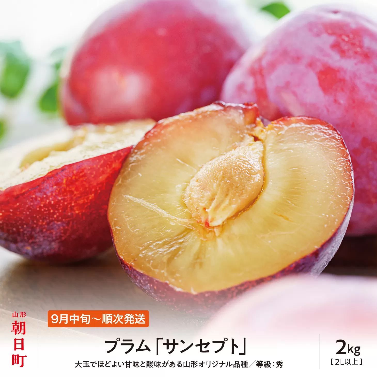 ＜先行予約＞プラム サンセプト 2kg 大玉 2L以上 秀品 化粧詰め 【2026年9月中旬～９月下旬発送】 山形県 朝日町産 山形産 すもも スモモ フルーツ 果物 秋 送料無料