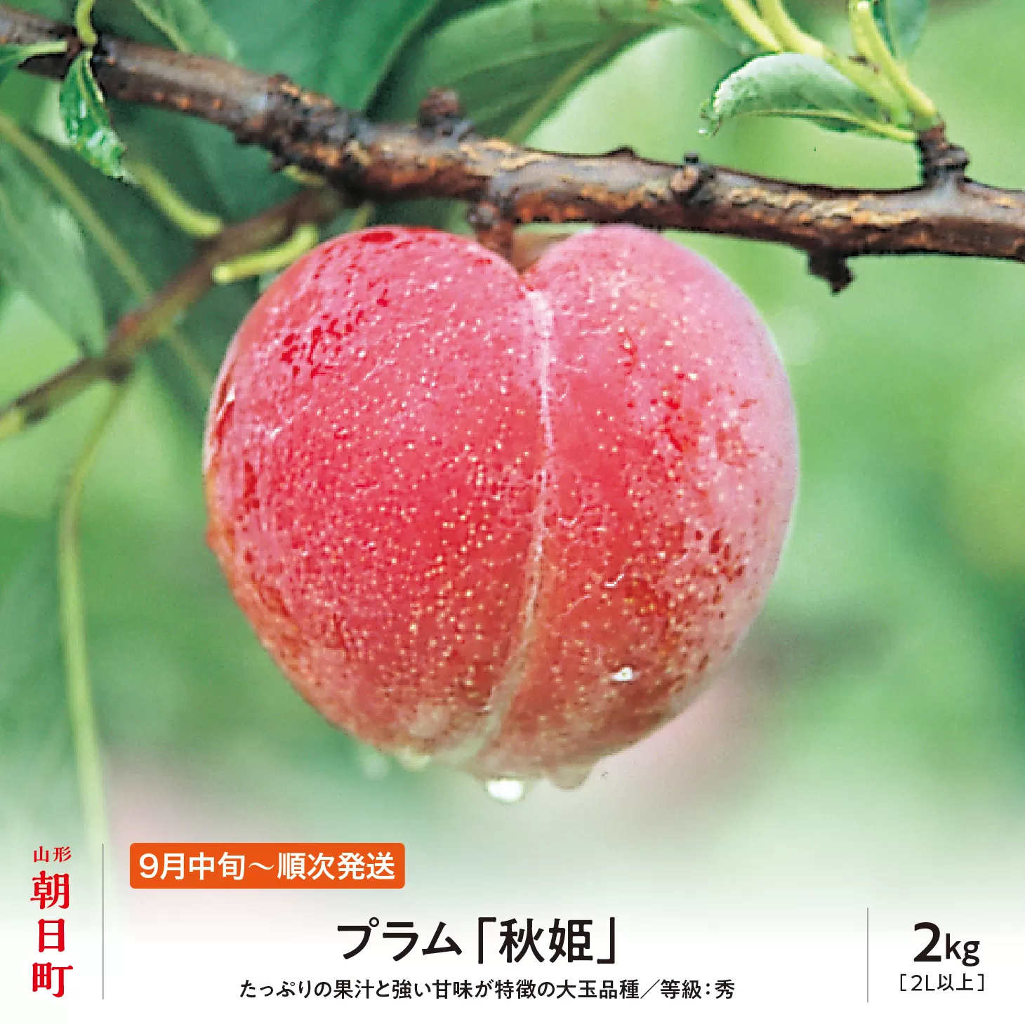 ＜先行予約＞プラム 秋姫 ２kg 大玉 2L以上 秀品 化粧詰め 【2026年９月中旬～９月下旬発送】 山形県 朝日町産 山形産 すもも スモモ フルーツ 果物 秋
