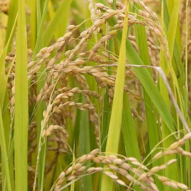 無洗米 はえぬき 令和7年産 5kg（1袋） 2025年産 山形県 朝日町産 精米 米 こめ コメ