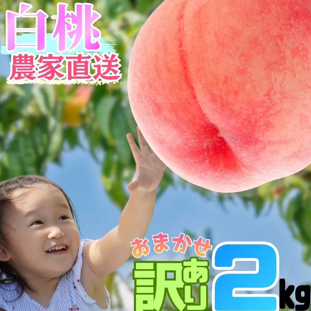 白桃 【 ご家庭用 訳あり 】 2kg 【2026年8月中旬発送】山形県 朝日町産 農家直送 山形産 家庭用 もも モモ 桃 ピーチ 果物 フルーツ 夏