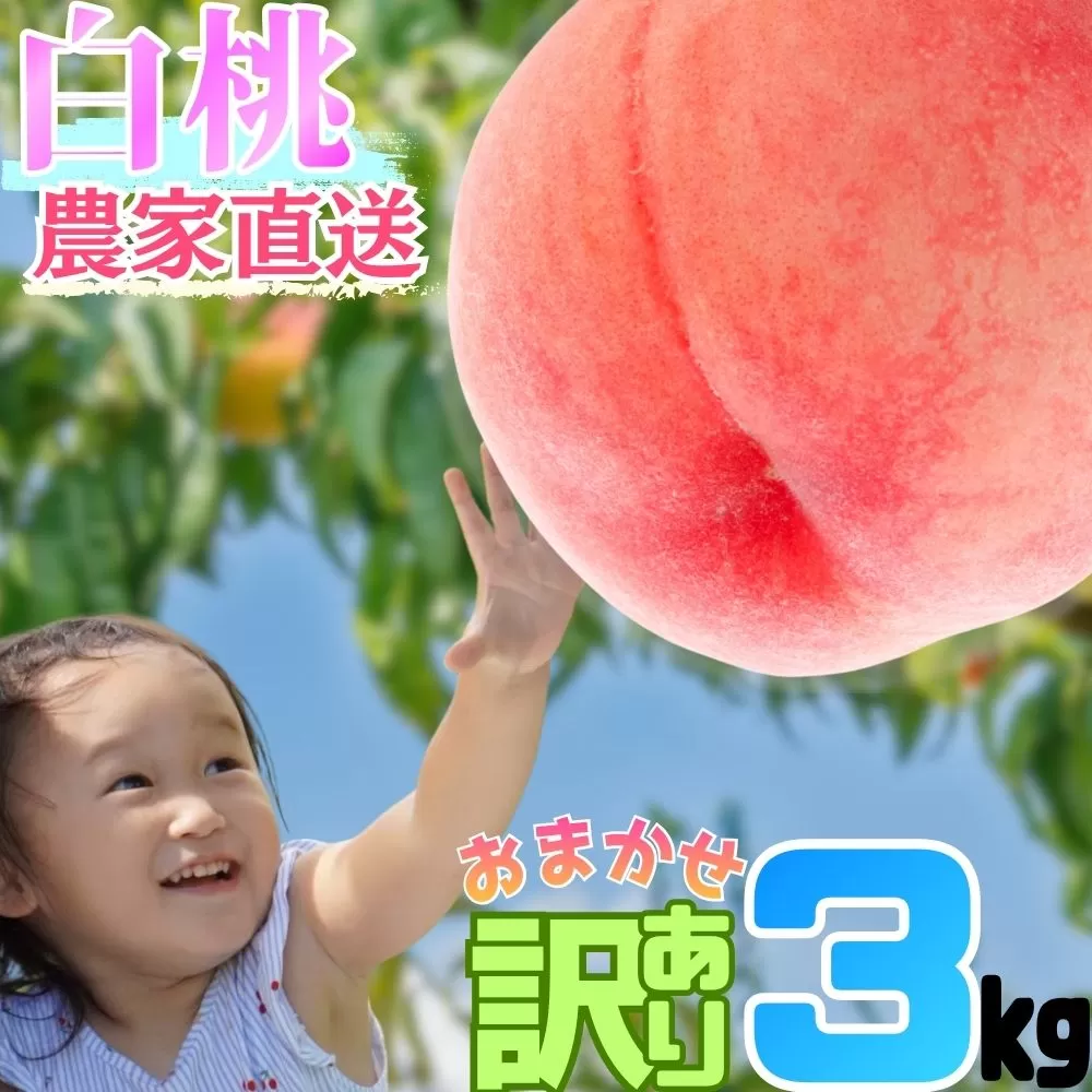 白桃 【 ご家庭用 訳あり 】 3kg 【2026年8月中旬発送】山形県 朝日町産 農家直送 山形産 家庭用 もも モモ 桃 ピーチ 果物 フルーツ 夏