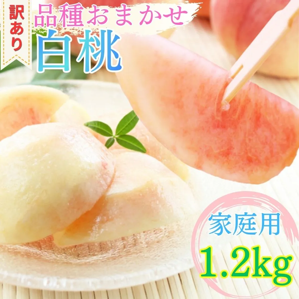 山形県産 白桃 ご家庭用 1.2kg （3玉～6玉）【2026年8月上旬から9月中旬発送】 山形県 果物 フルーツ 桃 モモ もも 夏 送料無料