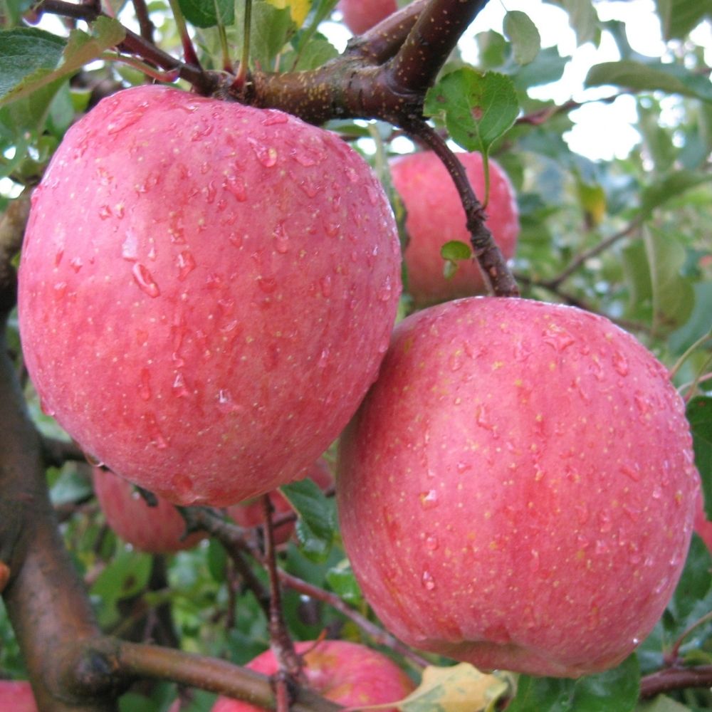 りんご 無袋ふじ 秀品 2kg 【12月上旬～下旬発送】 サンふじ 山形県