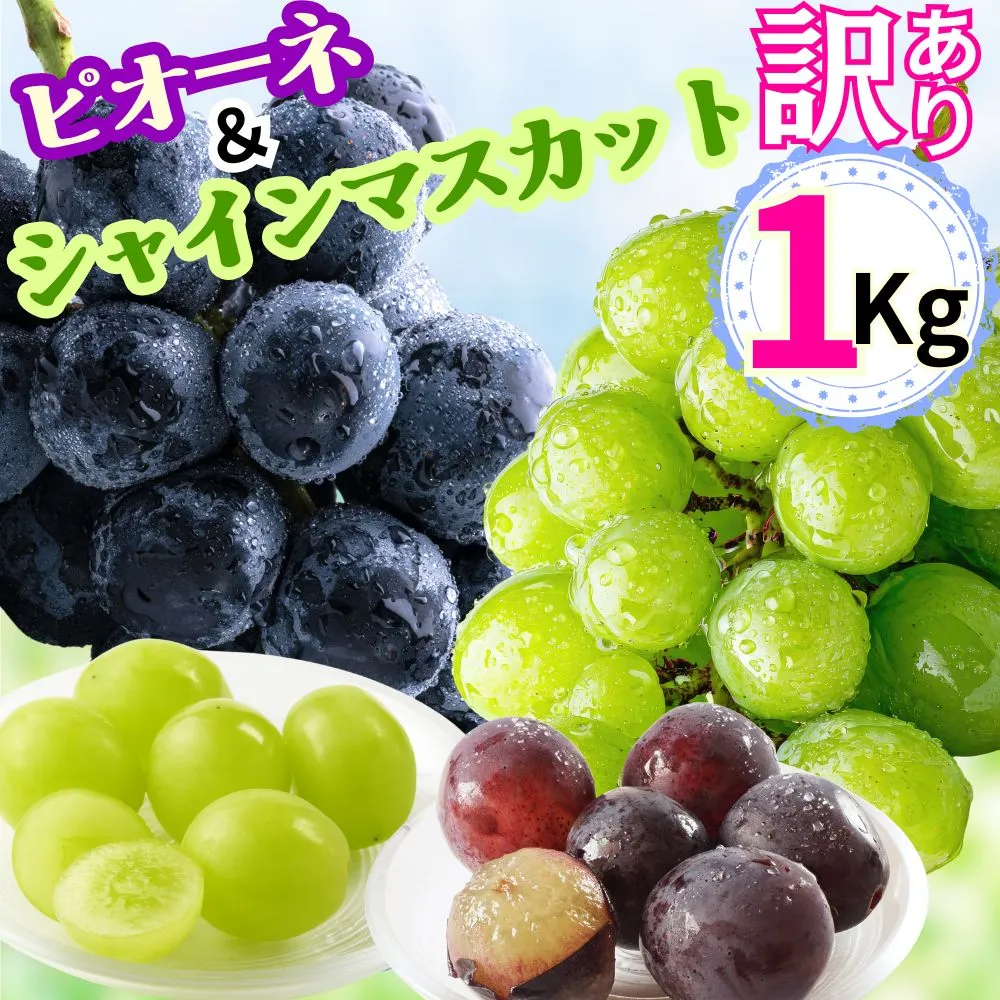 訳あり ぶどう シャインマスカット ピオーネ セット 詰め合わせ 食べ比べ 約 1kg 山形県 農家直送 2026 年発送 種なし 種無し ブドウ 葡萄 グレープ 果物 フルーツ 詰合せ 産地直送 家庭用 ご家庭用 自宅用 不揃い 規格外 秋 朝日町産 山形産 期間限定 送料無料
