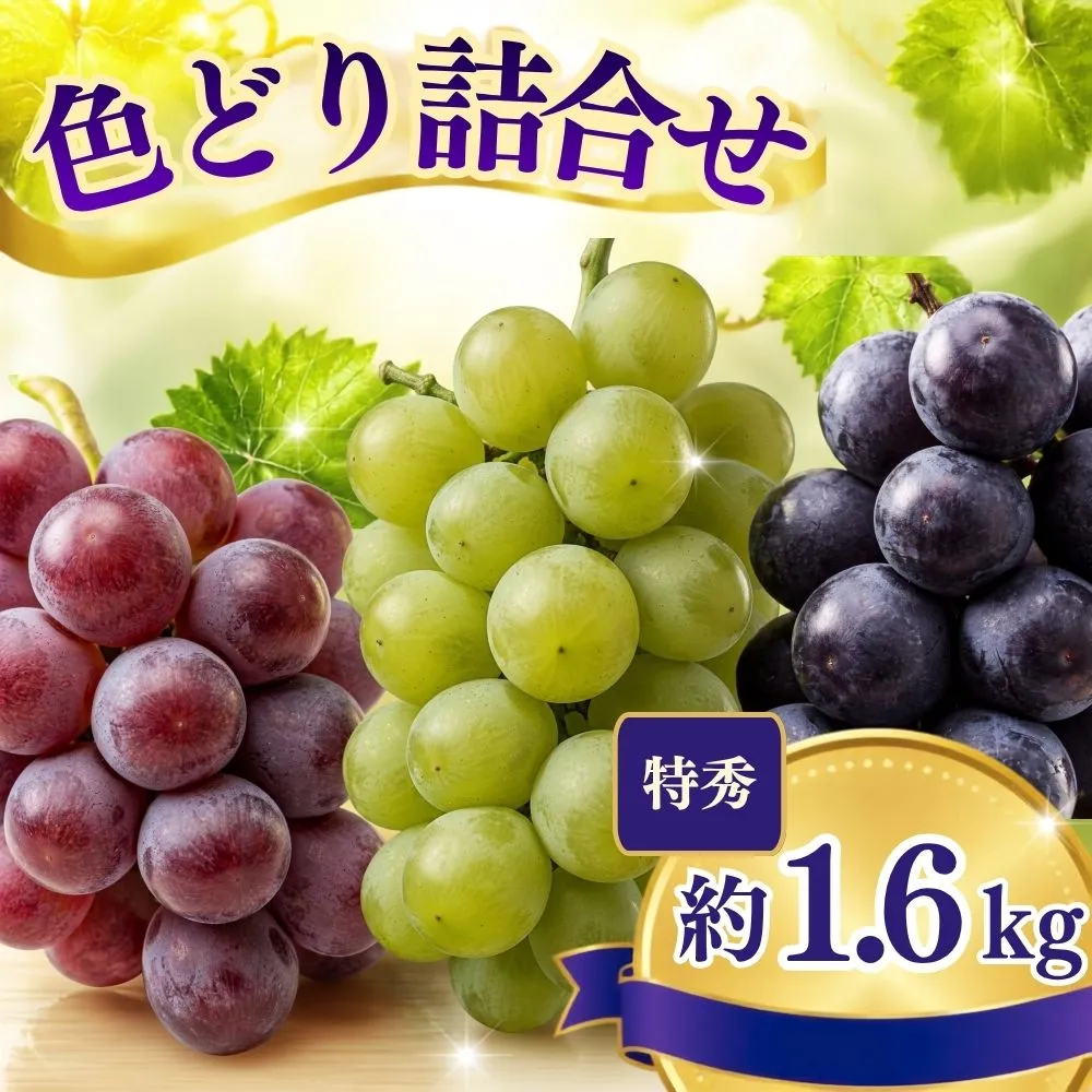 おまかせ ぶどう 詰め合わせ 3種 ～ 4種 食べ比べ セット 約 1.6kg 特秀 2026年産 農家直送 山形県 朝日町産 山形産 高級 ブドウ 葡萄 グレープ 果物 フルーツ 秋 送料無料